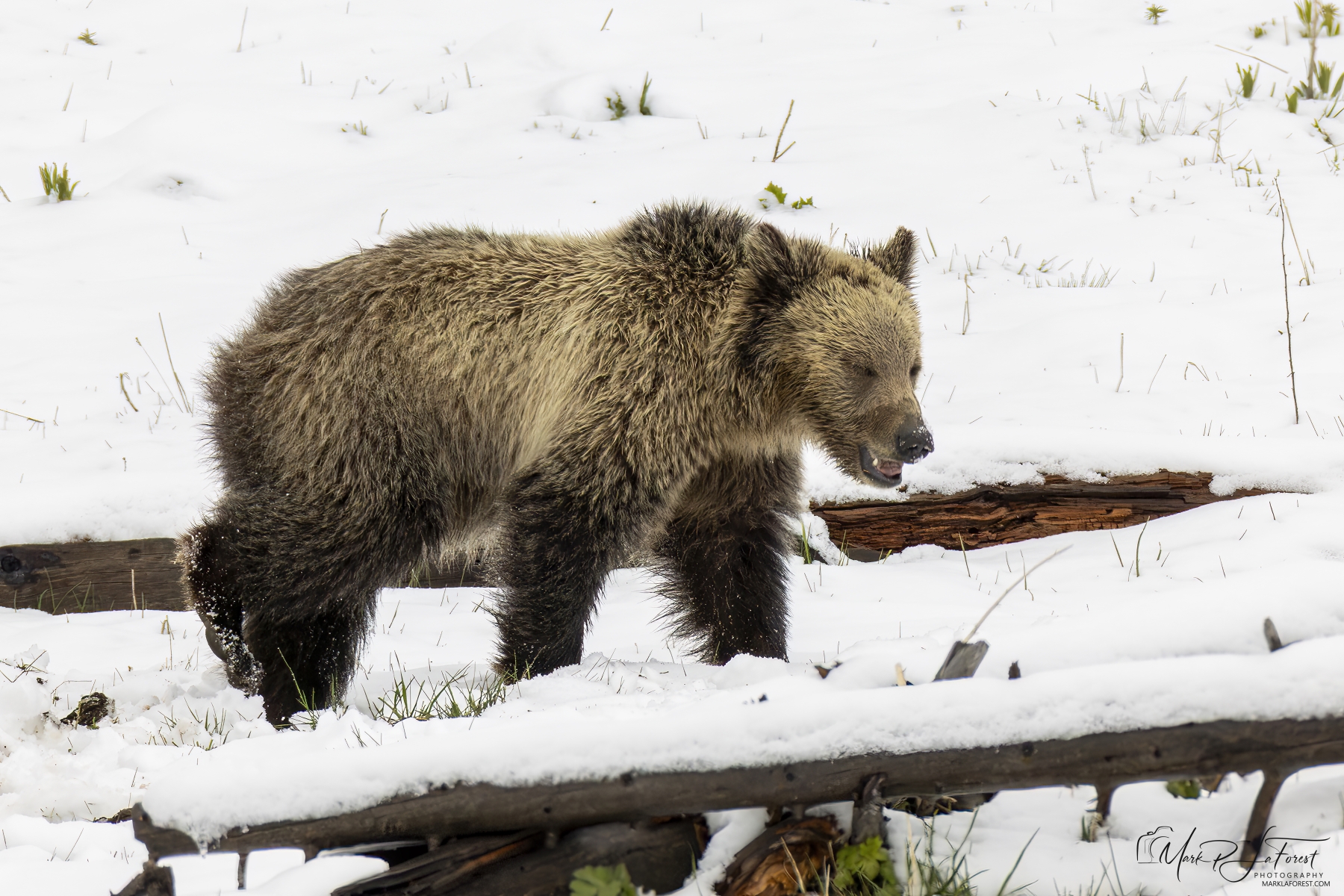 Snow`s Cub, Yellowstone National Park